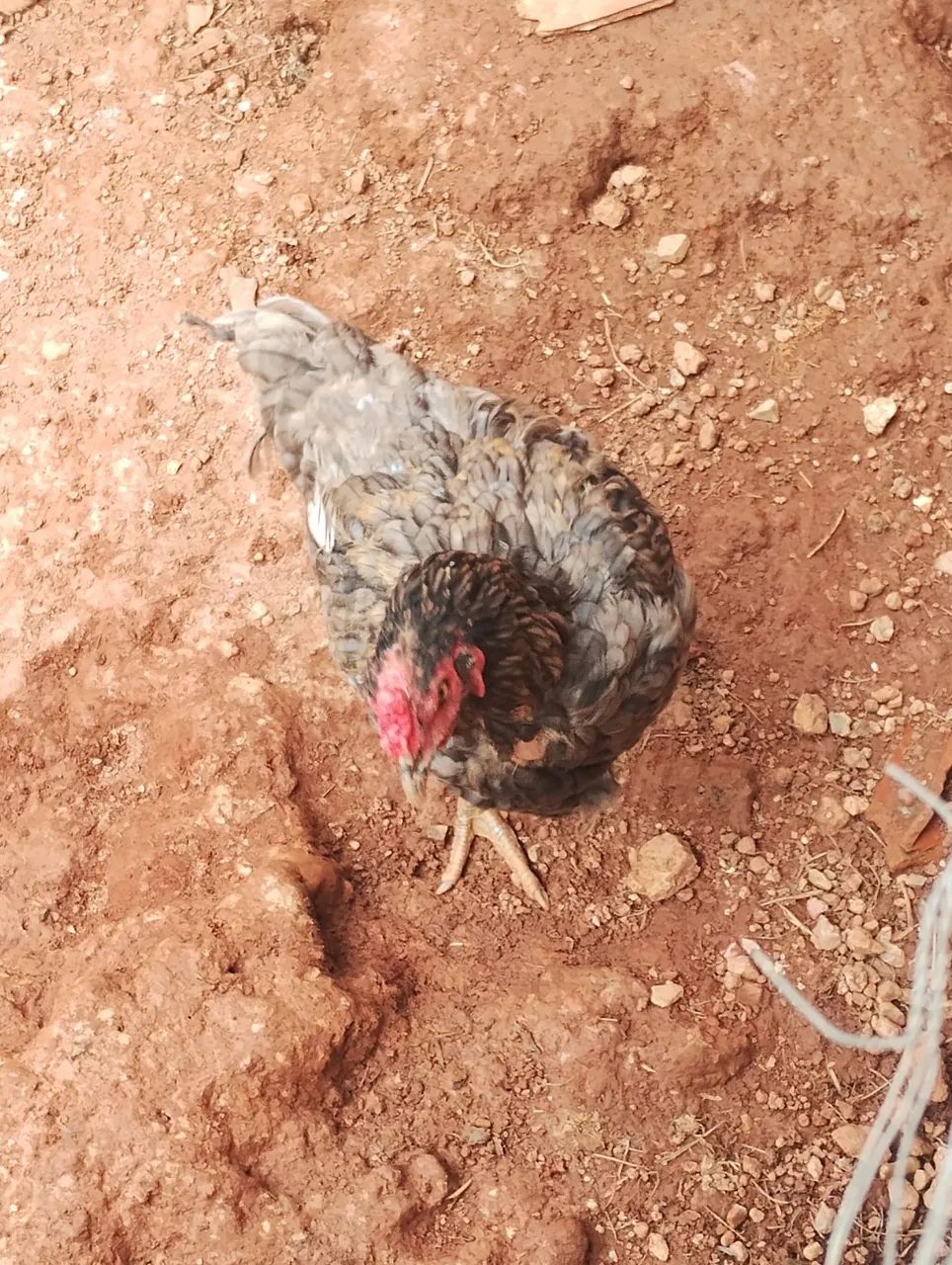 Galo polaco + galinhas  - Foto 3