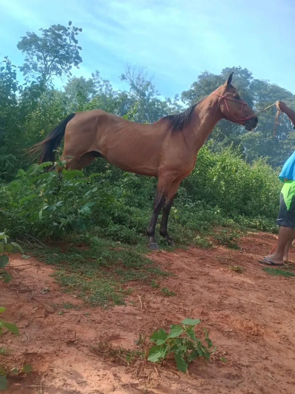 Vende-se cavalo manga larga manço de bebe domado de cela barato