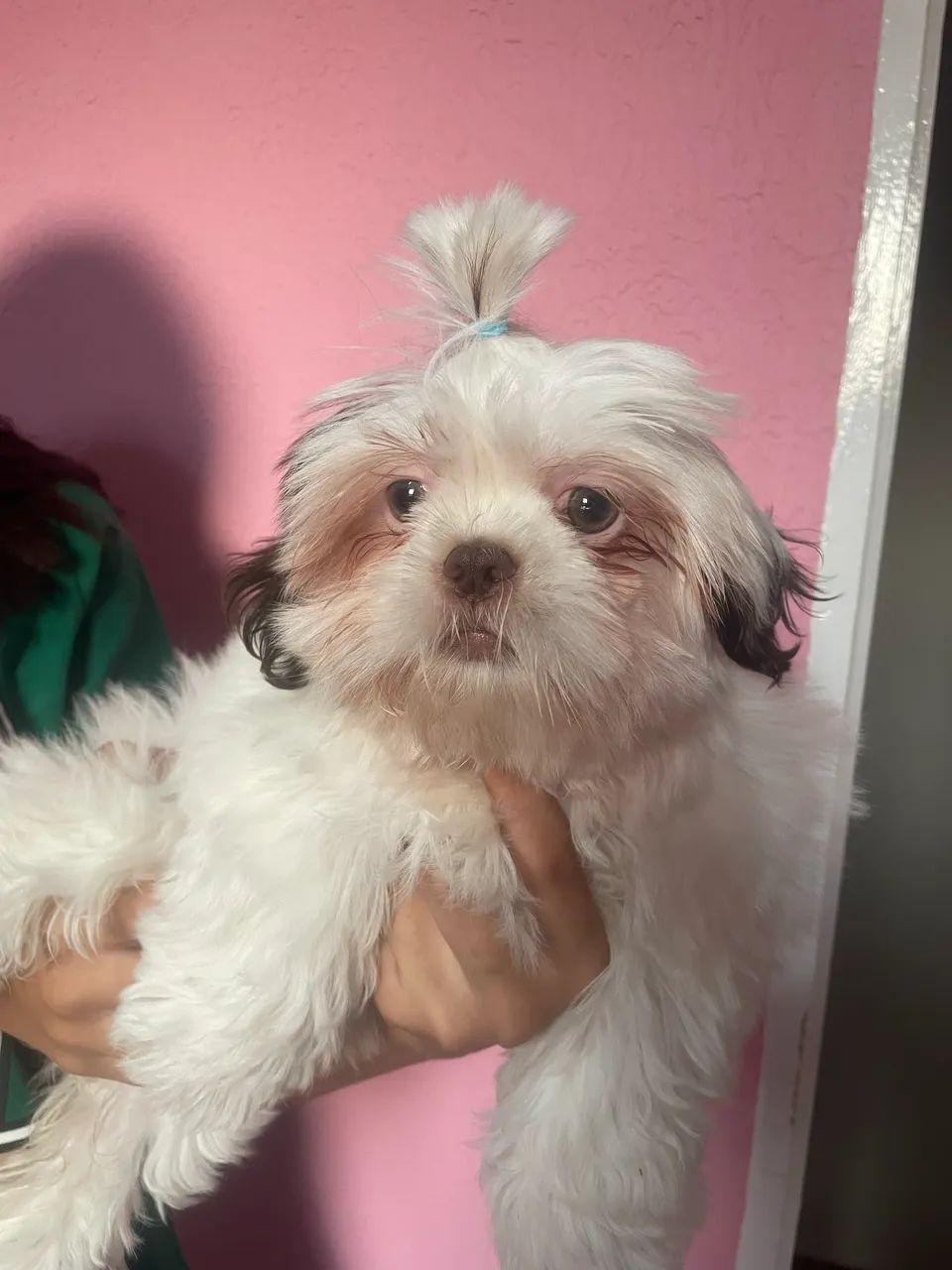 Cachorra shitszu  - Foto 2