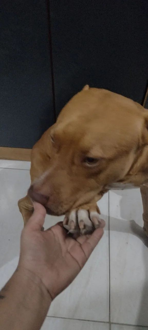 Pitbull Macho - Foto 4