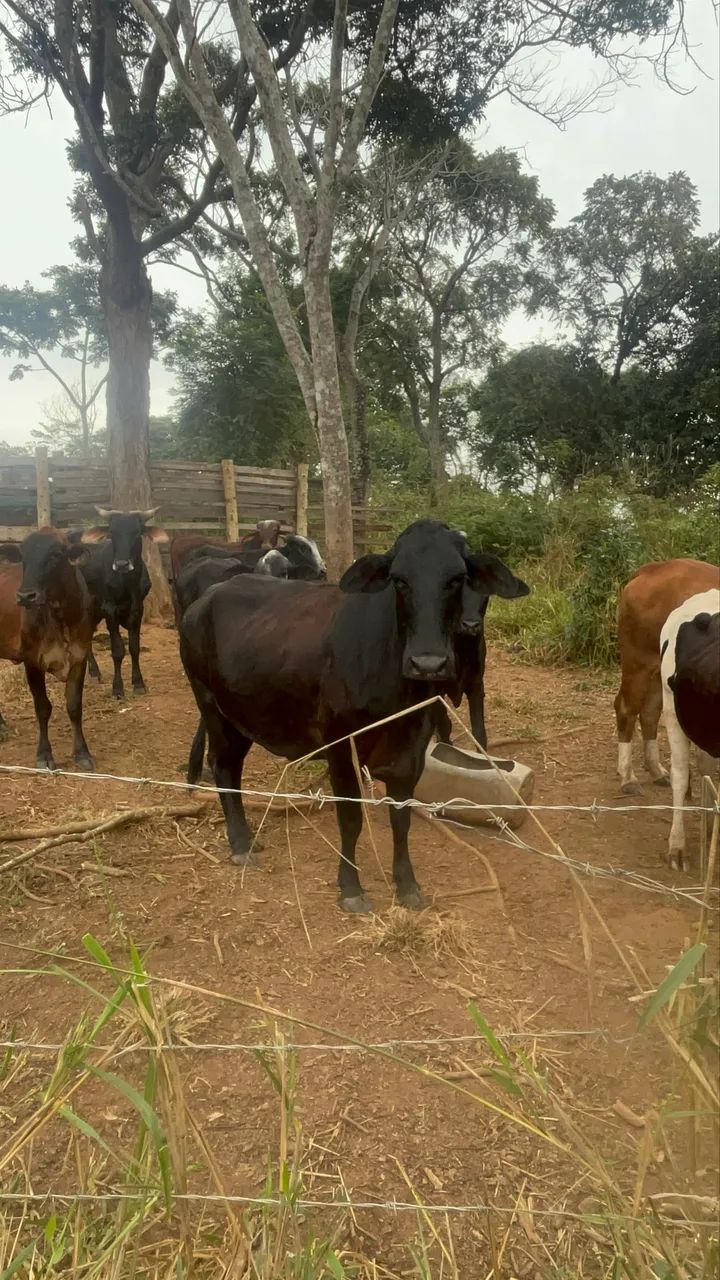 Vende-se sítio - Foto 5