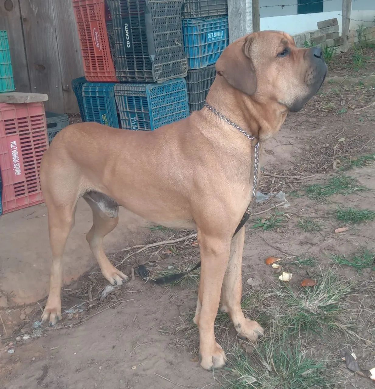 Fila Brasileiro  - Foto 5