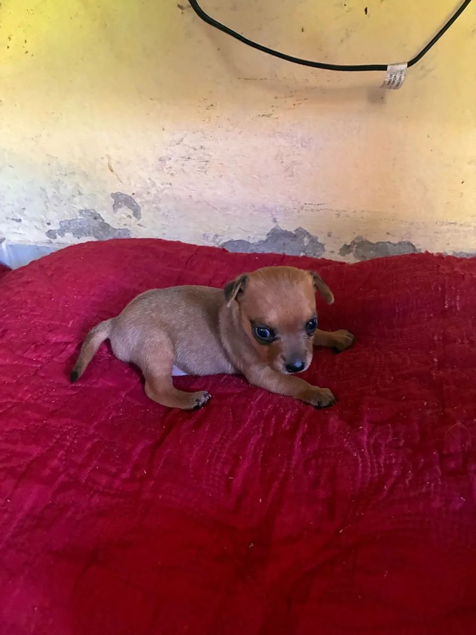 Pinscher  macho - Foto 5
