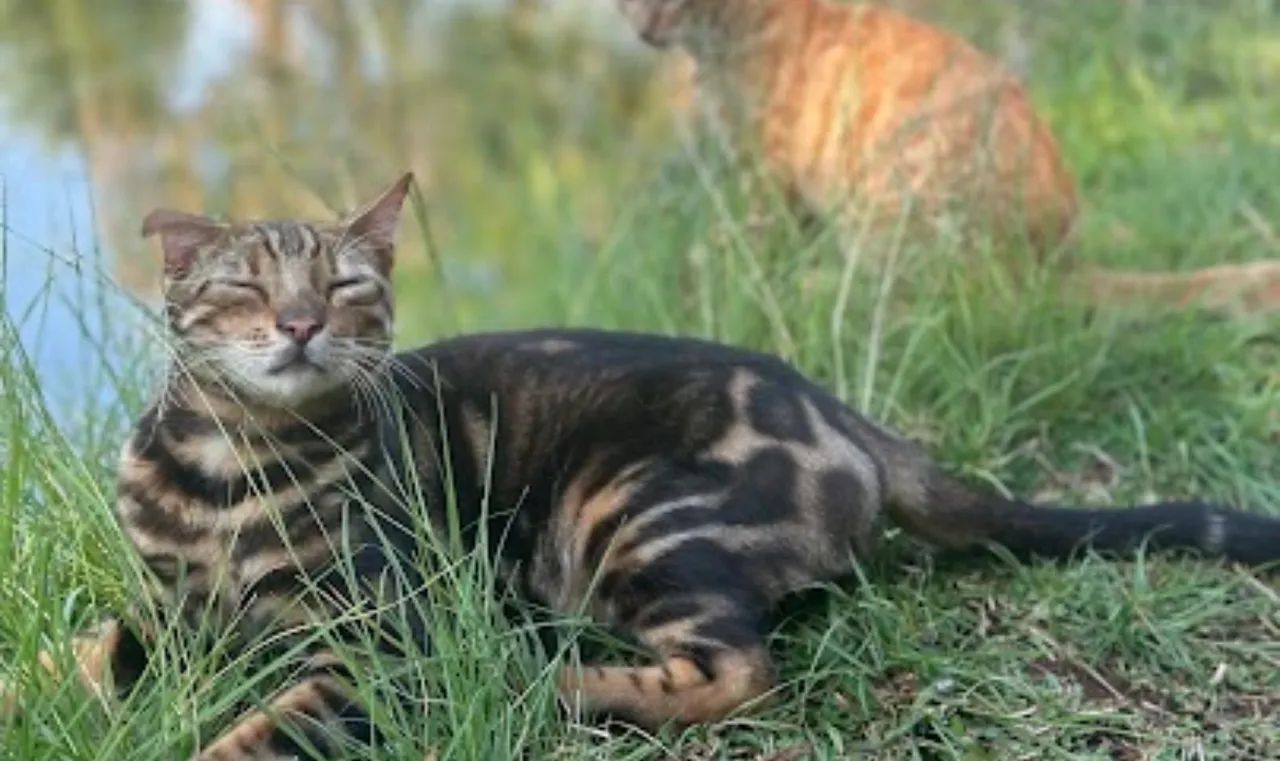 Gato Bengal  - Foto 3