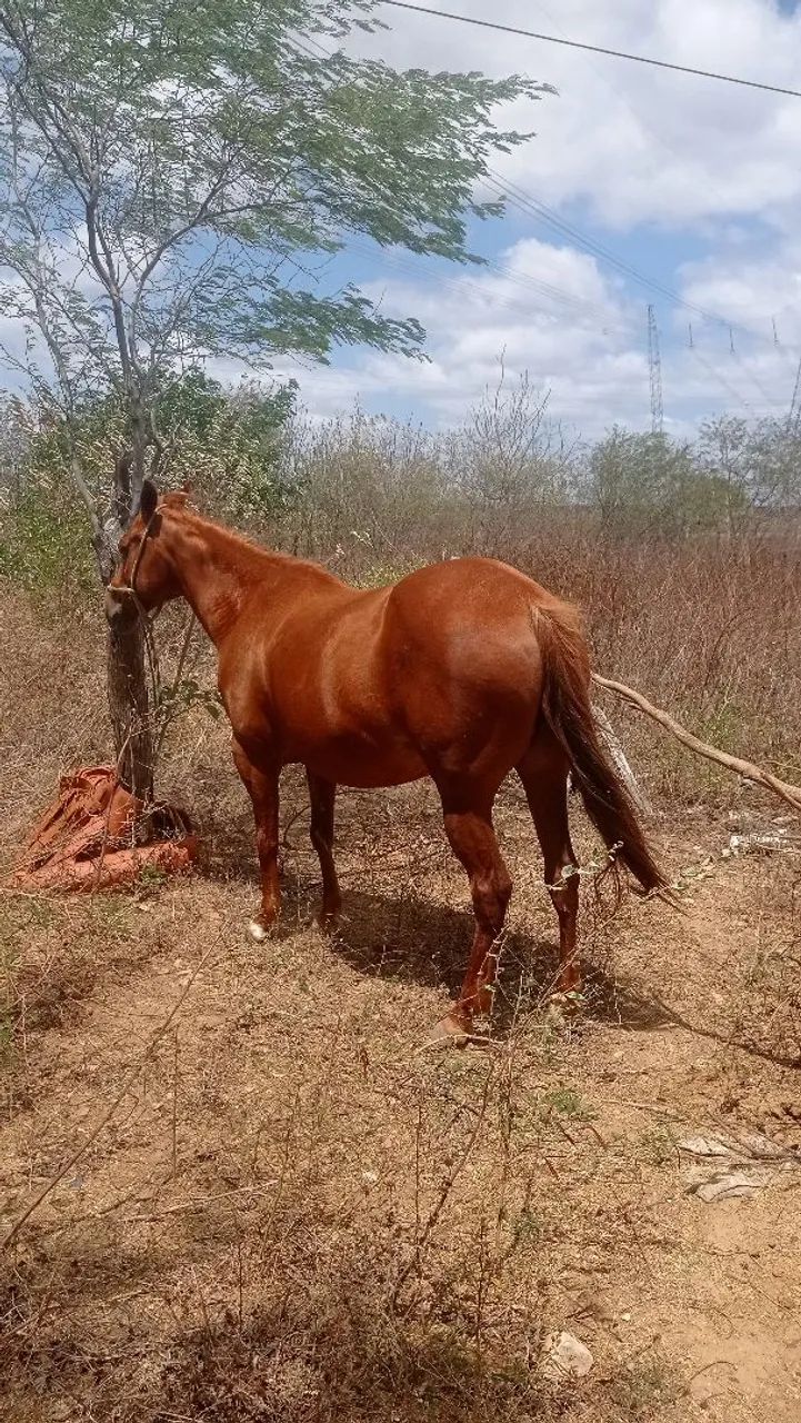 Egua  - Foto 3