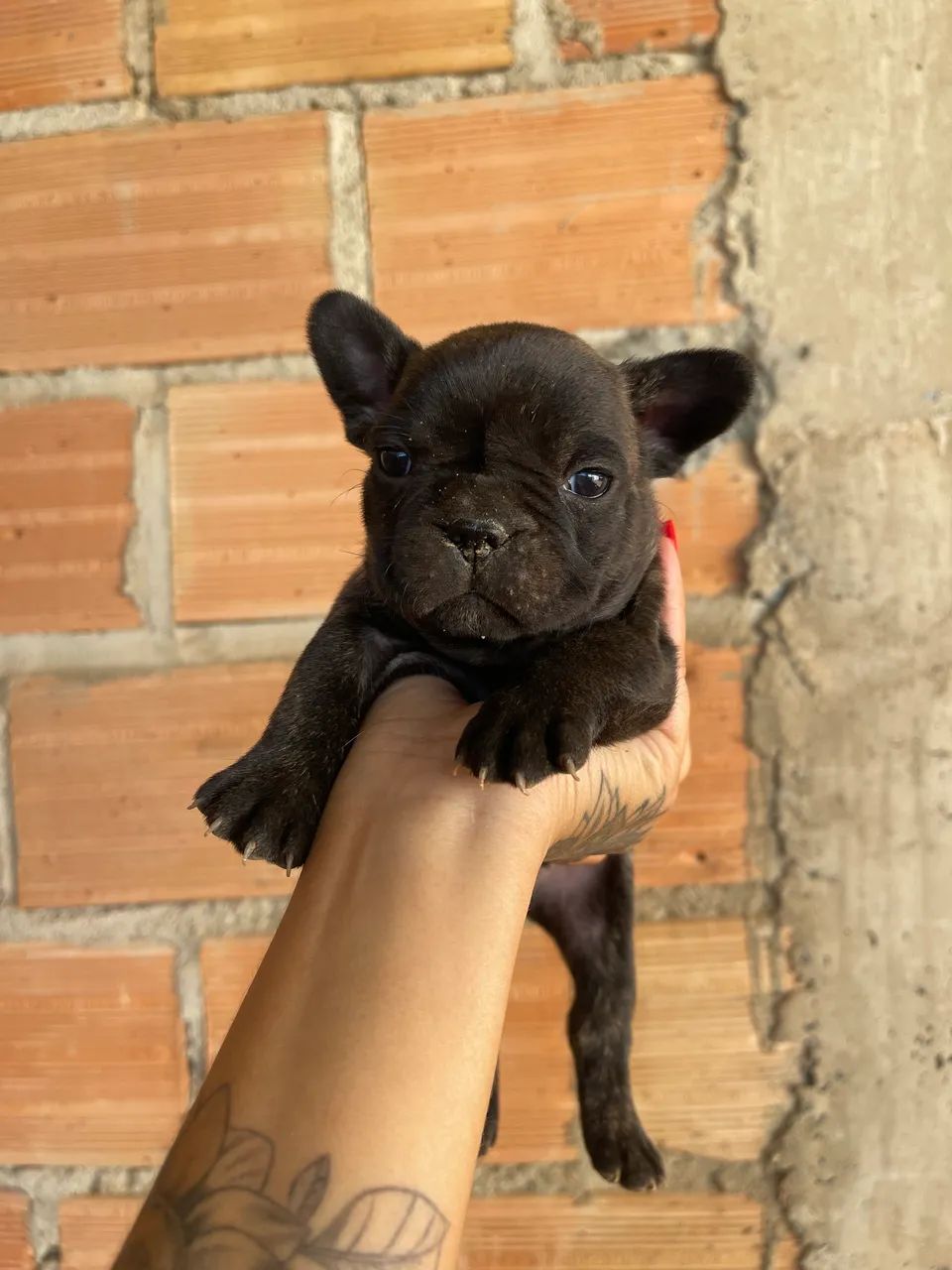 Vendo buldogue francês 