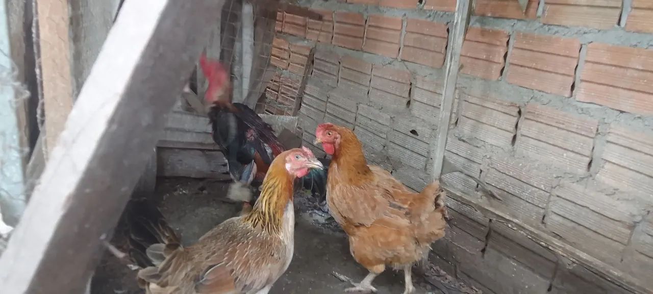 Vendas de galinhas e galos e faranguinhas - Foto 2