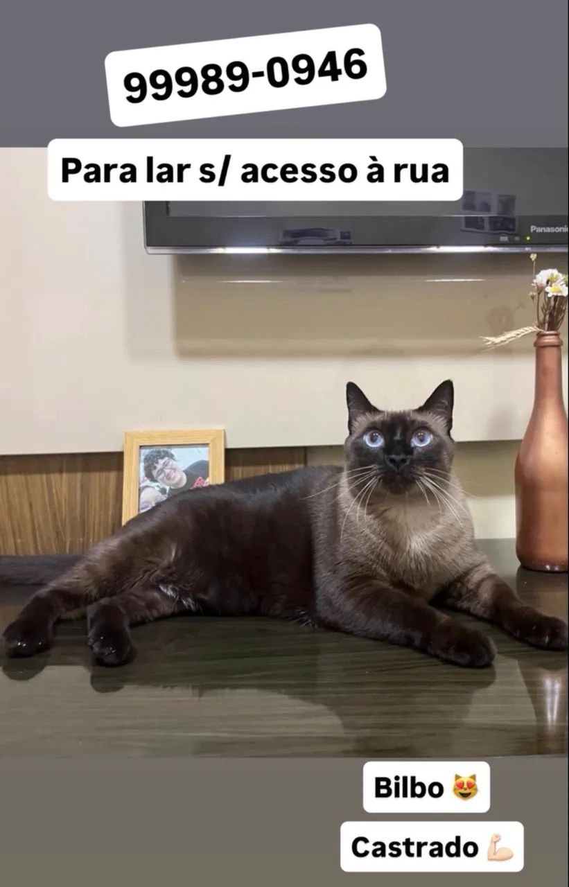 Lindo e castrado - Foto 2