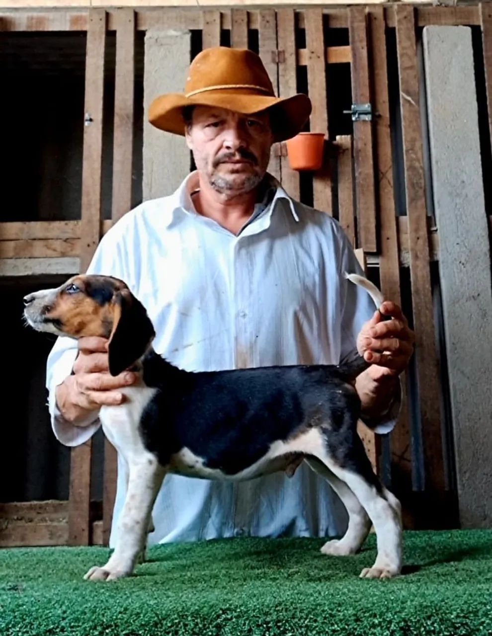 Fox Hound Americano