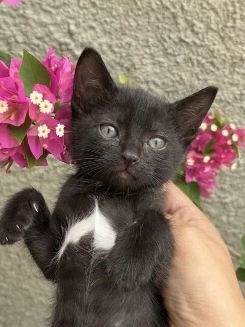 Gato - Foto 2