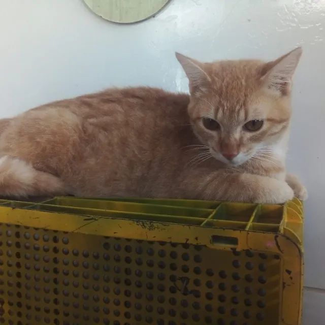 Adoção responsável - Salsicha - Foto 2