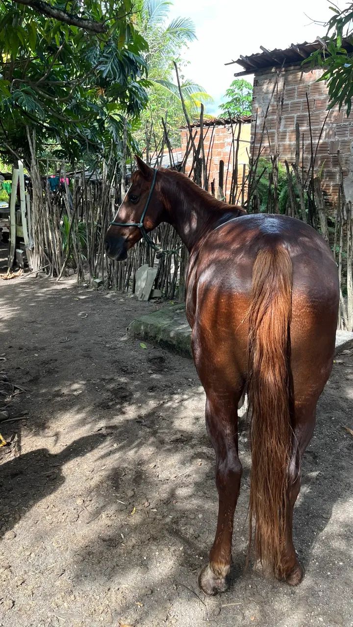 Cavalo de procedência  - Foto 4