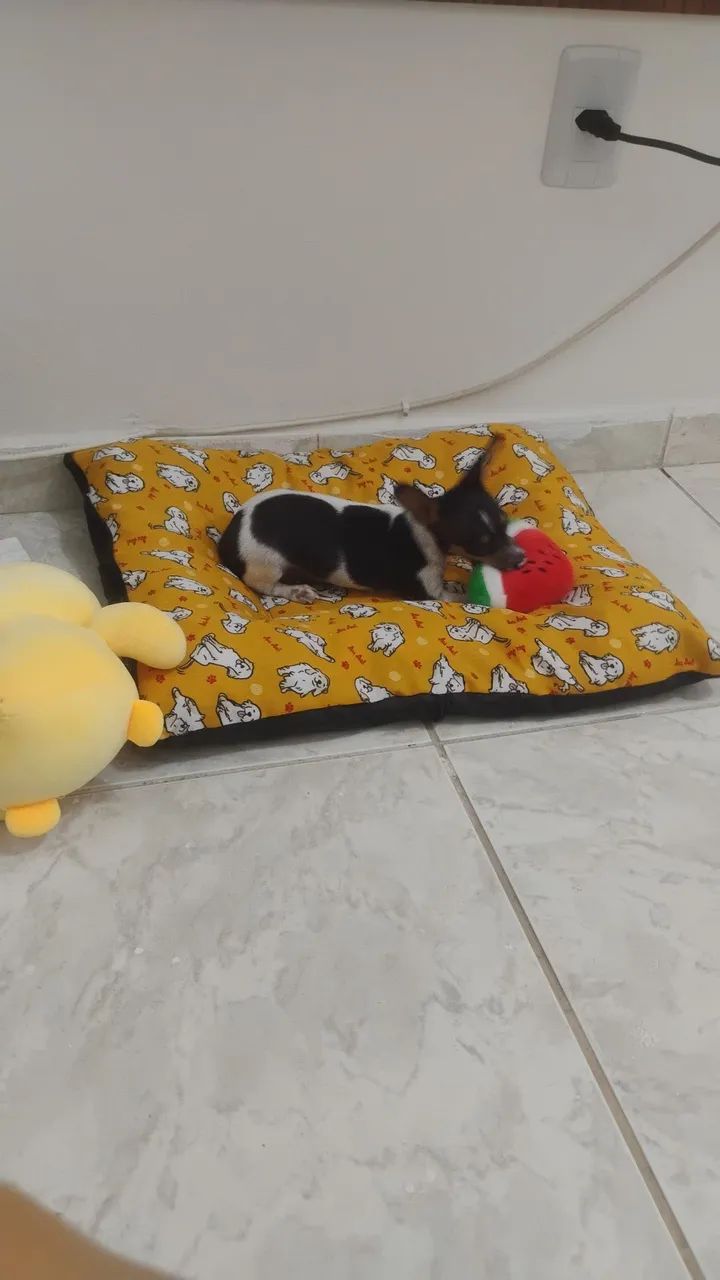 Pinscher 