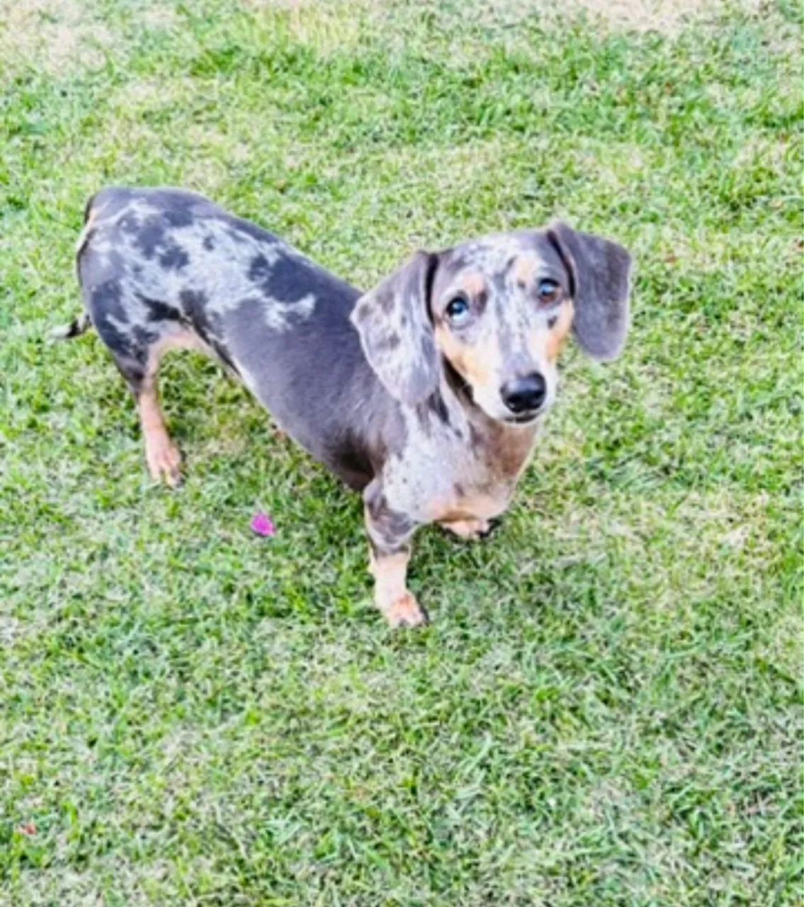 salsicha mofado dachshund - Foto 3