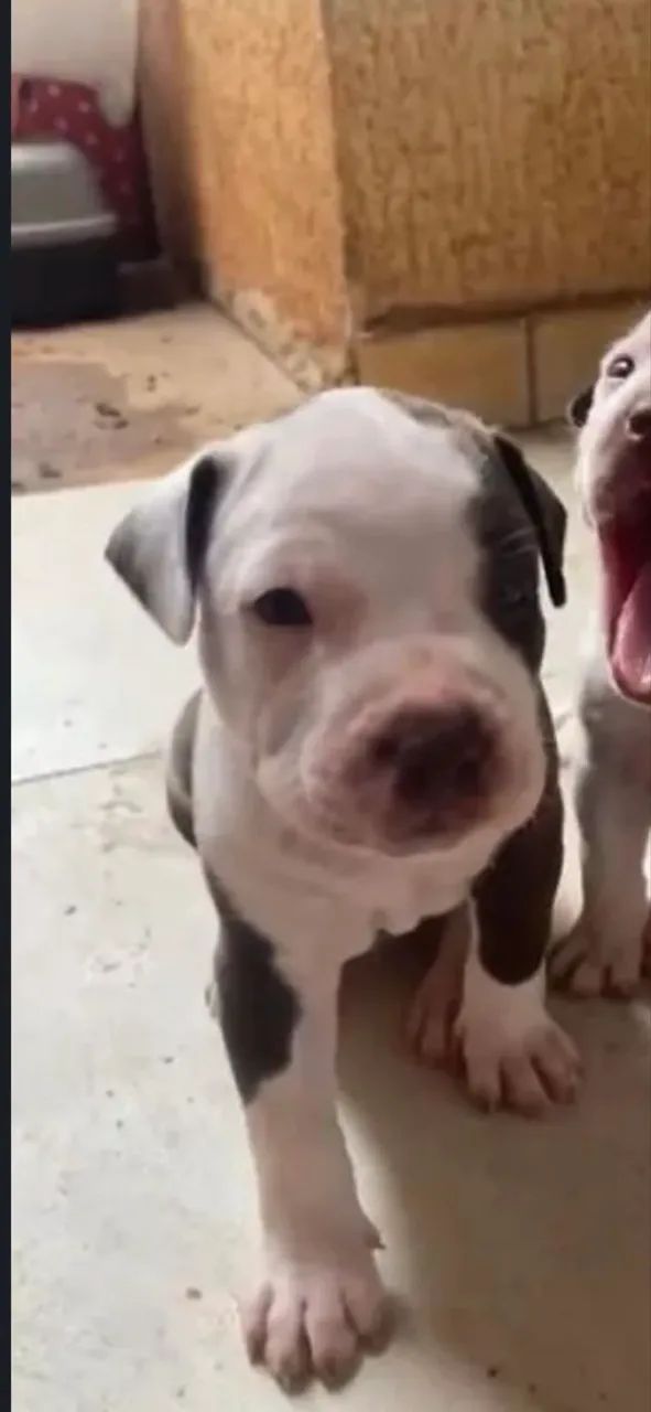 Filhote Pitbull macho  - Foto 3