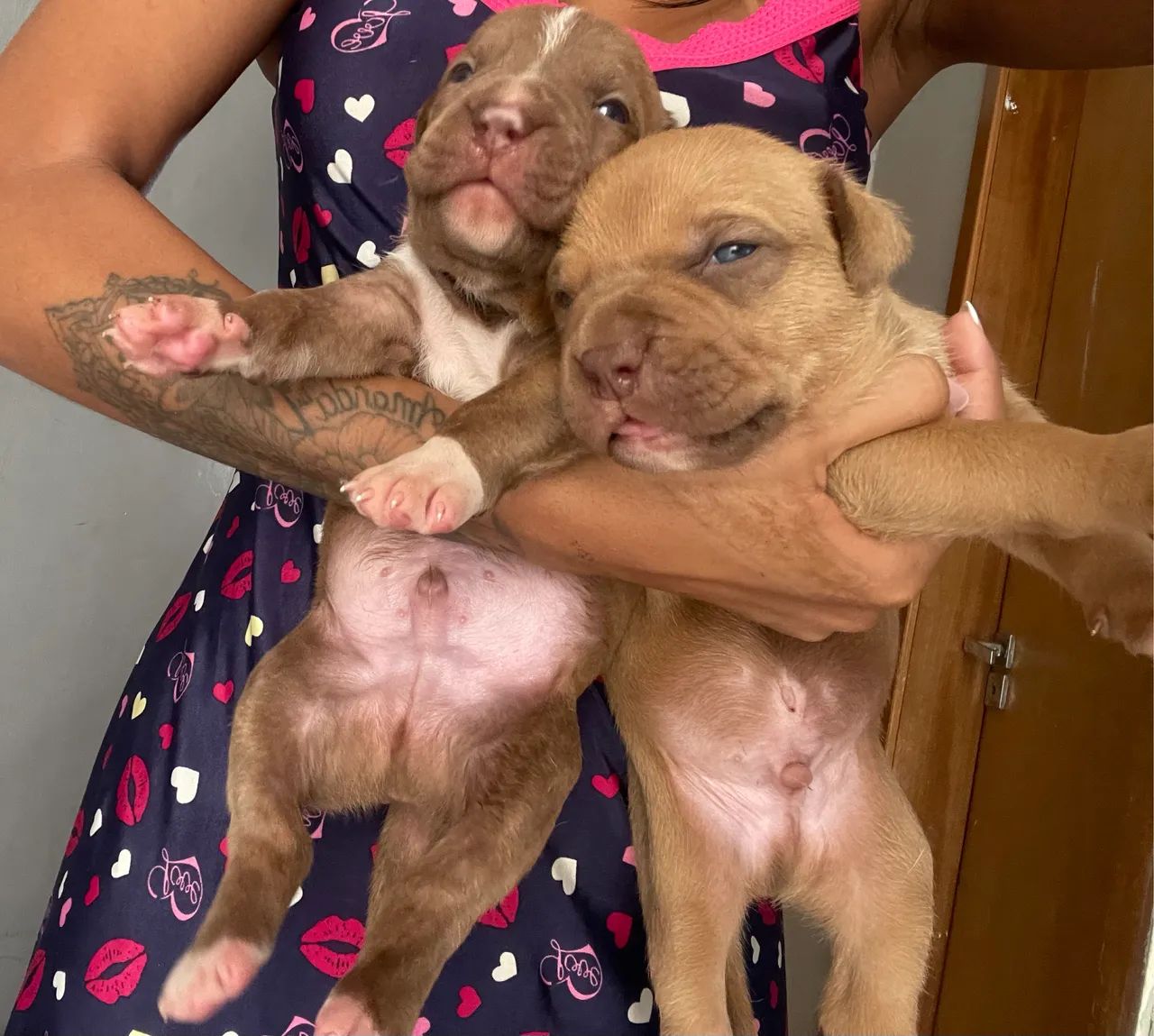 Filhotes Pitbull  - Foto 3