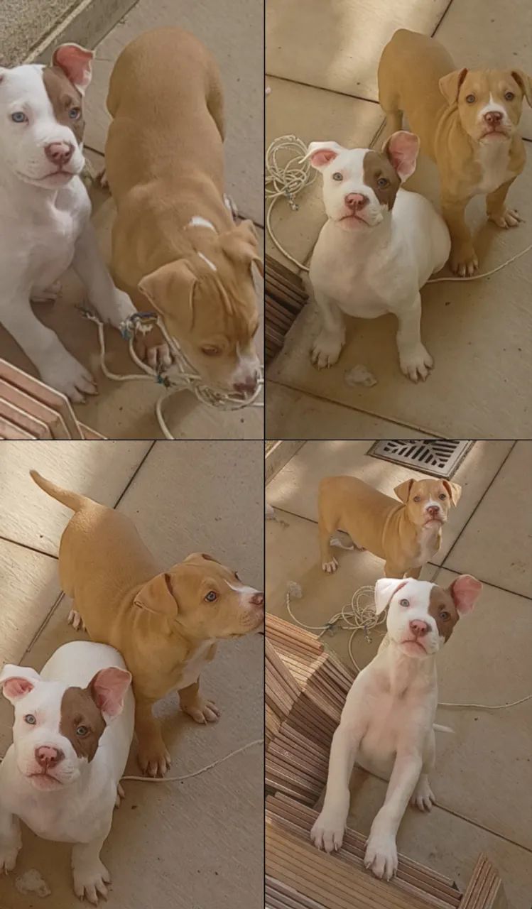 Pitbull