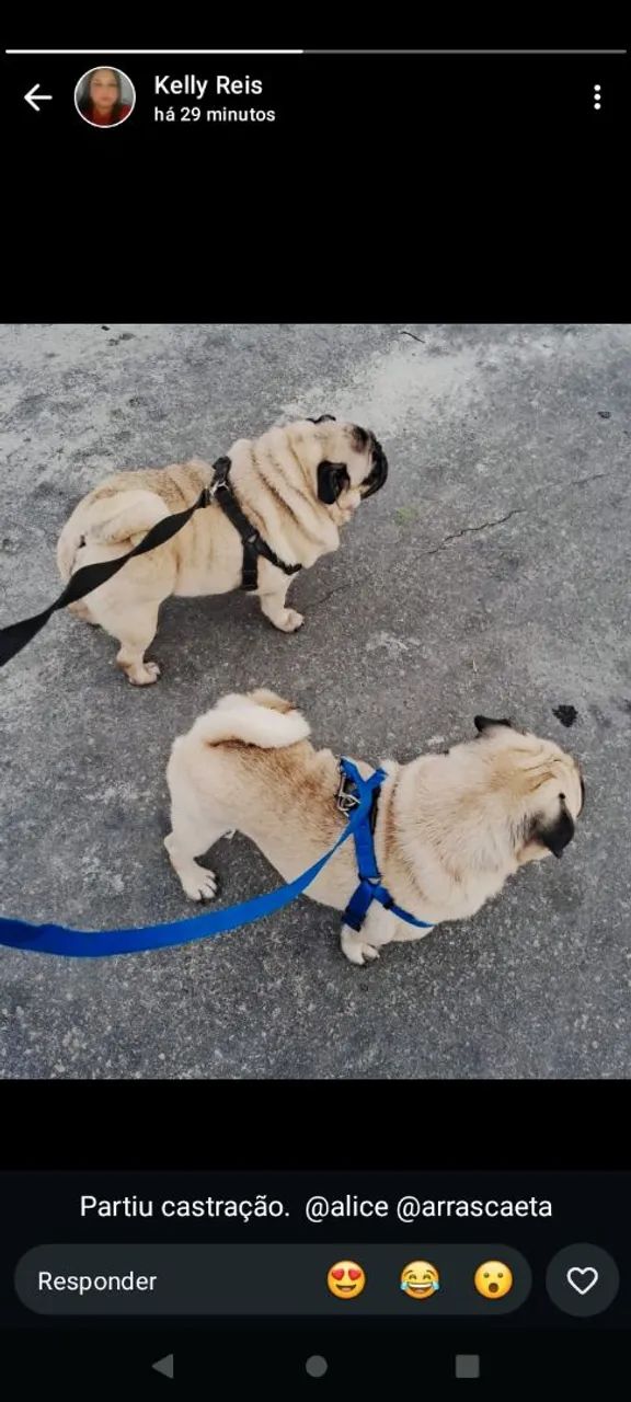 Casal de Pug - Foto 3