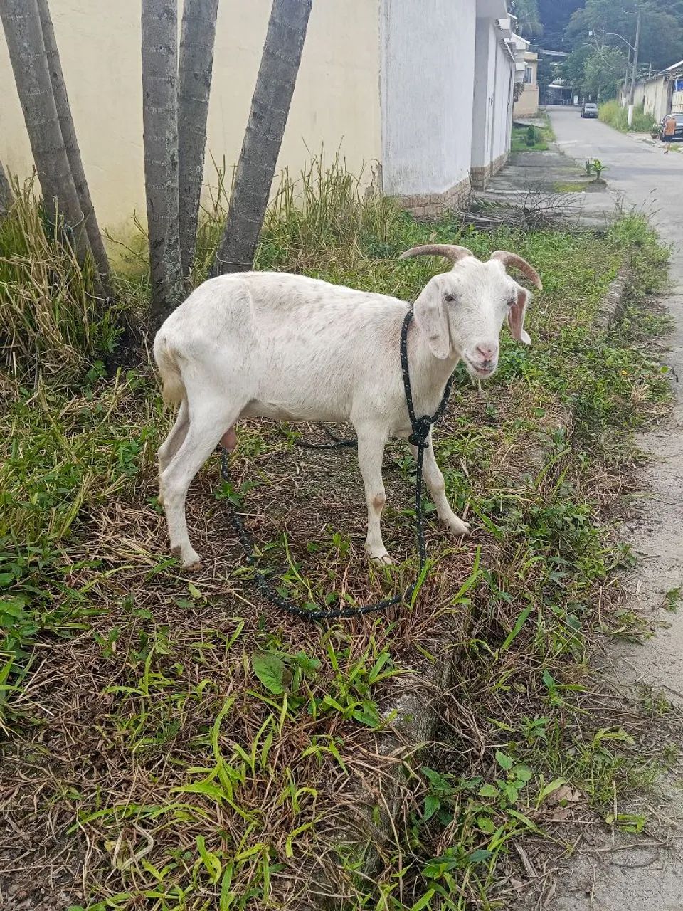 Cabras  - Foto 3