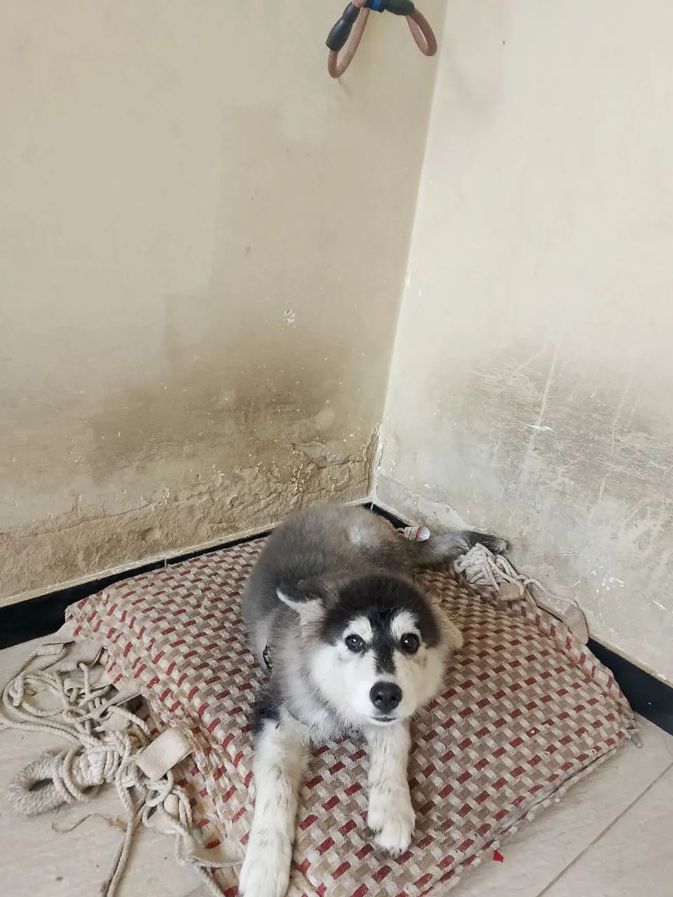 Vende se cachorro husky siberiano filhote  - Foto 6
