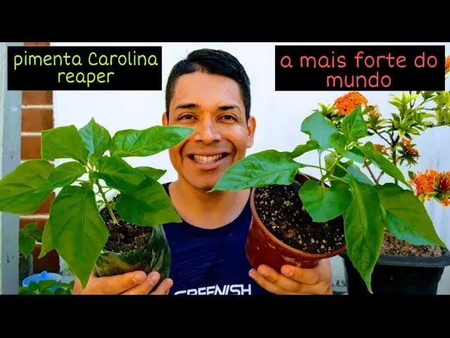 Muda Pimenta 
