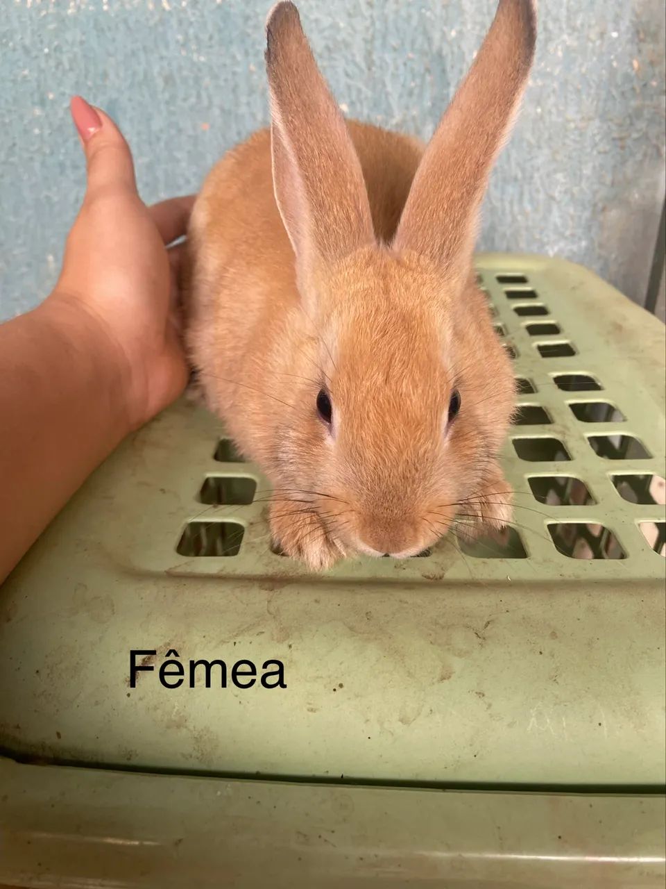 Vendo coelhos  - Foto 4