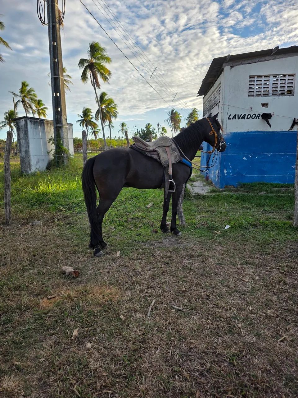 PIQUIRA PRETO A VENDA - Foto 3