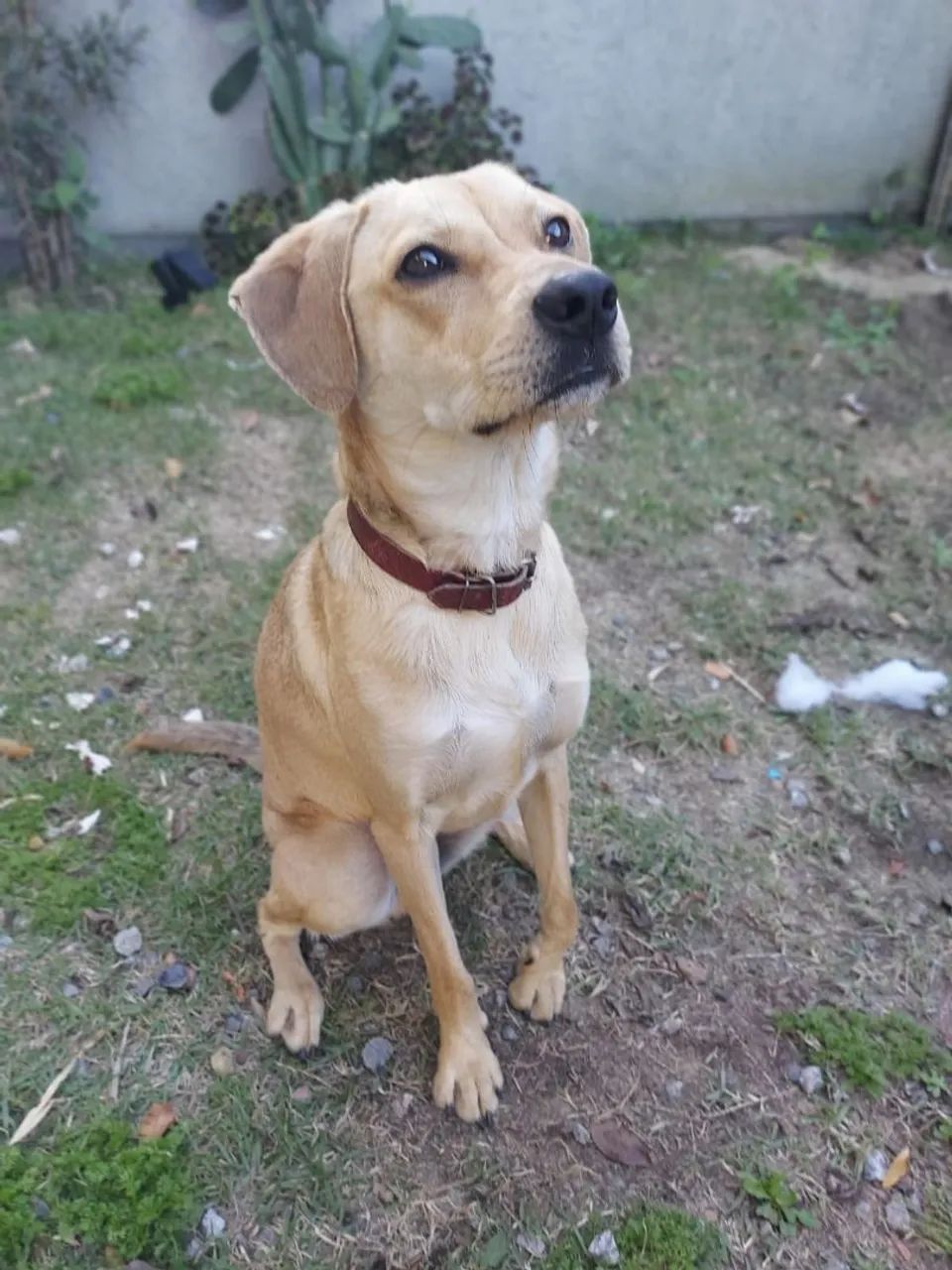 Adoção cachorro - Snoopy  - Foto 4