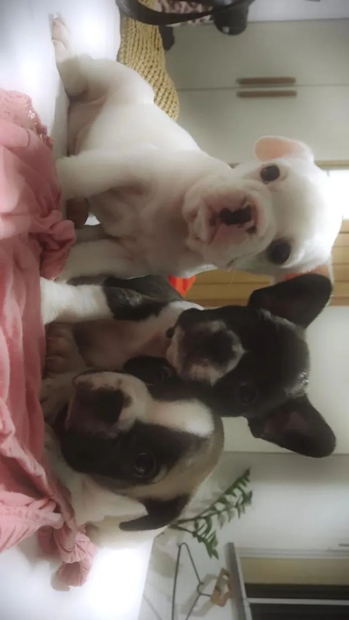 Cachorro bulldog francês - Foto 4