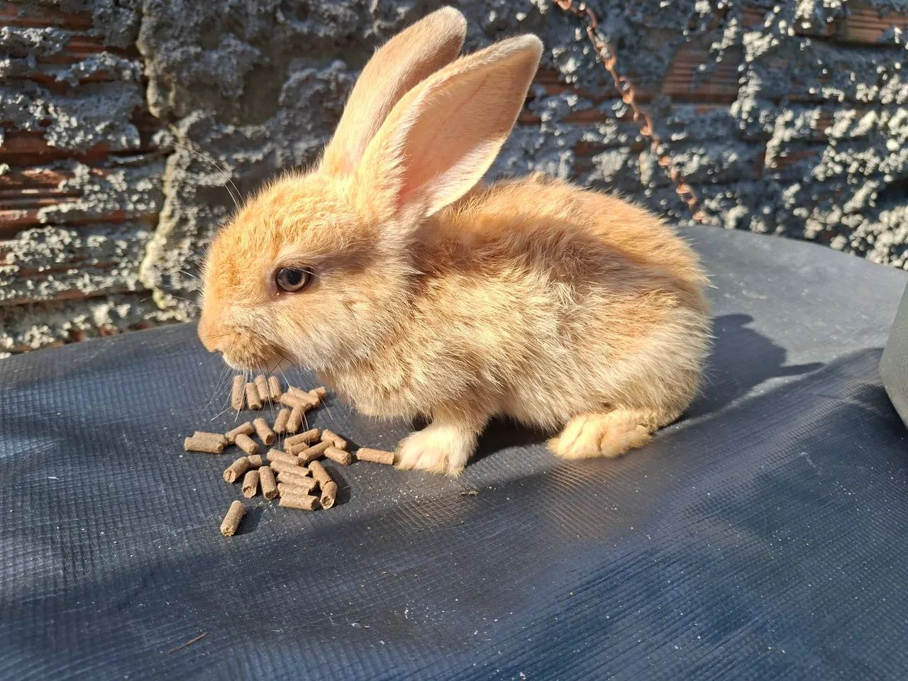 Coelhos  - Foto 4