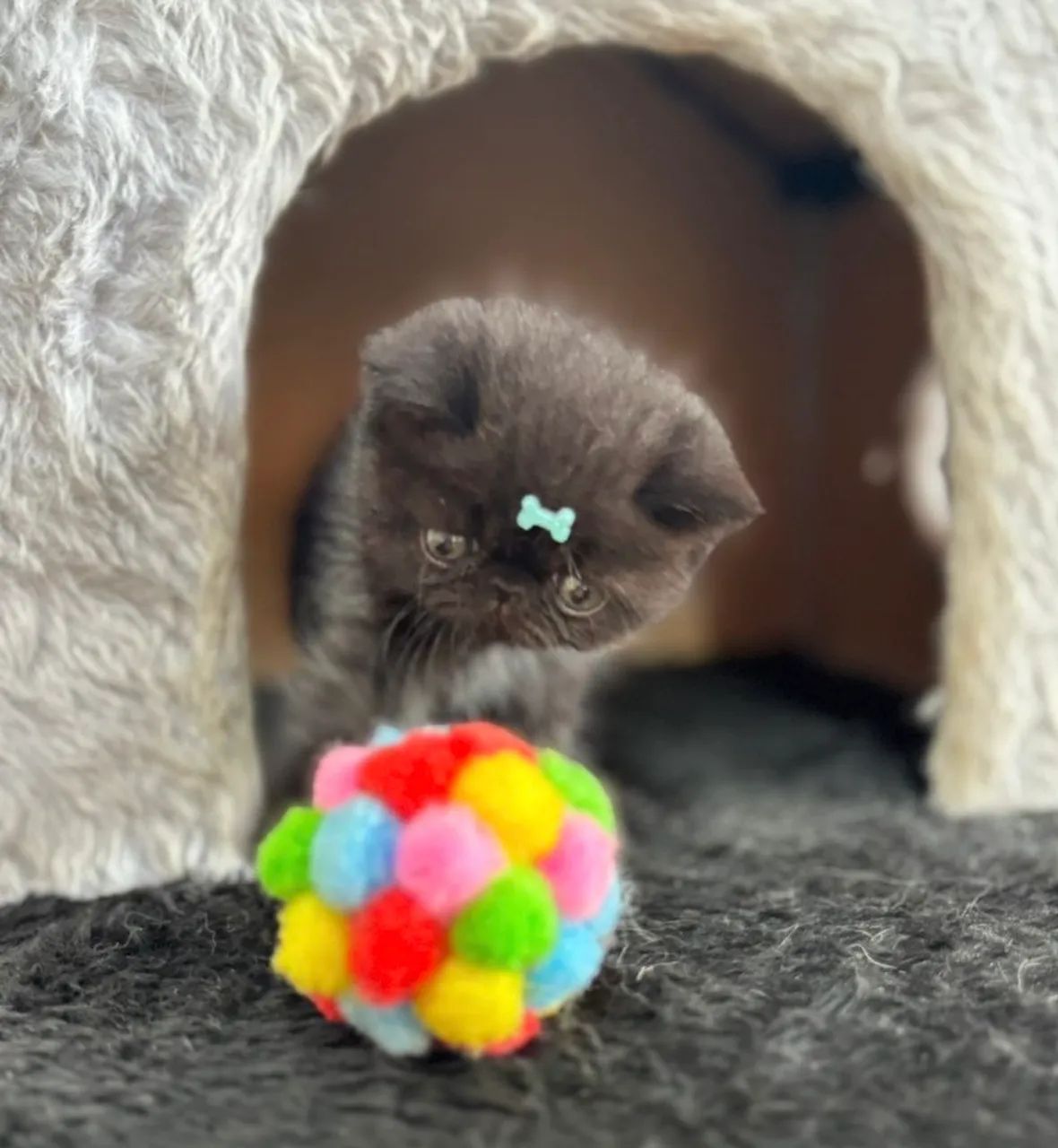 Filhotes gatos exóticos - persa pelo curto - Foto 4