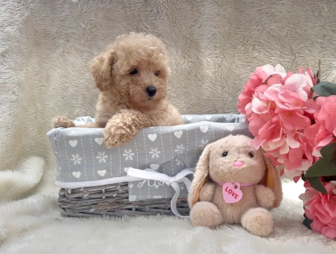 Poodle champanhe  - Foto 2