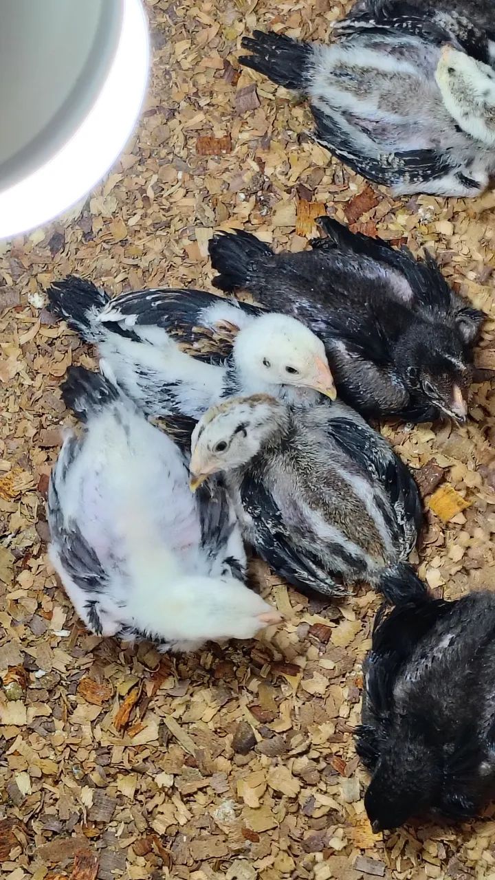 Pintinhos da raça Mura com 18 dias valor individual r$ 30