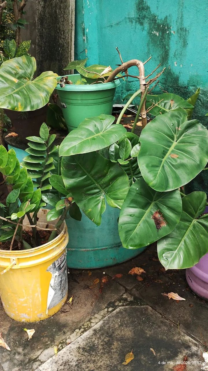 plantas  - Foto 4