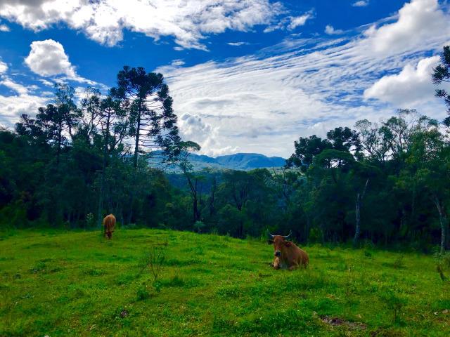 Chácara com cachoeira em Urubici - Foto 7