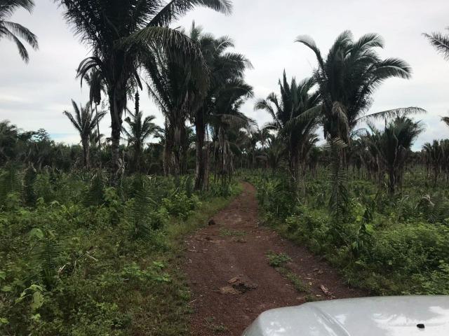 Fazenda no Município Cantanhede - Vendo - Foto 11