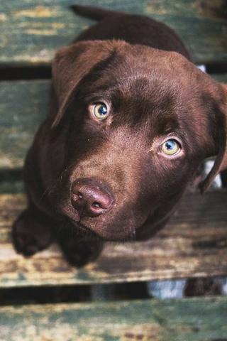 Labrador Lindos filhotes a pronta entrega, 15 anos de trabalho - Foto 2