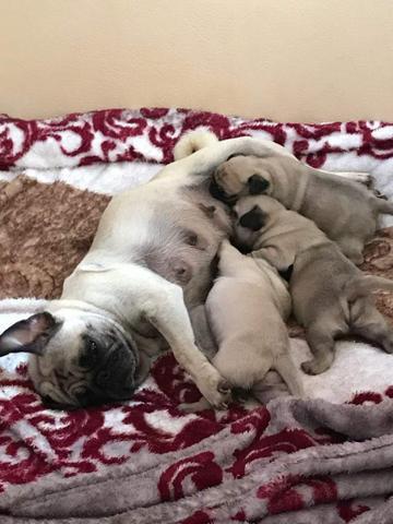 Filhotes pug porte pequeno - Foto 2