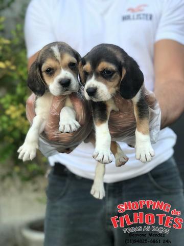 Beagle Bicolor e Tricolor, todos com garantia total de saúde em contrato Whats * - Foto 2
