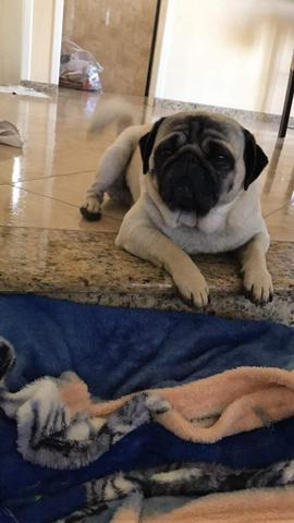 Filhotes pug porte pequeno - Foto 5