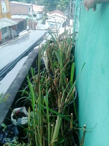 Plantas medicinais e frutiferas - Foto 6