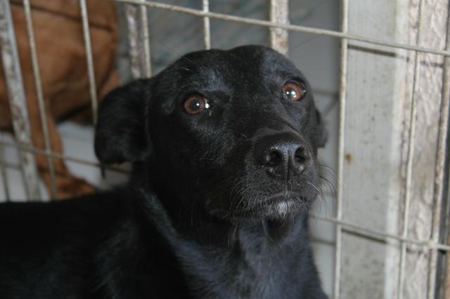 Bingo - Cachorrinho para adoção - Foto 4