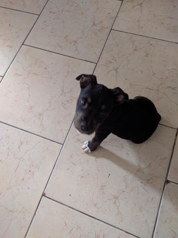 Pitbull