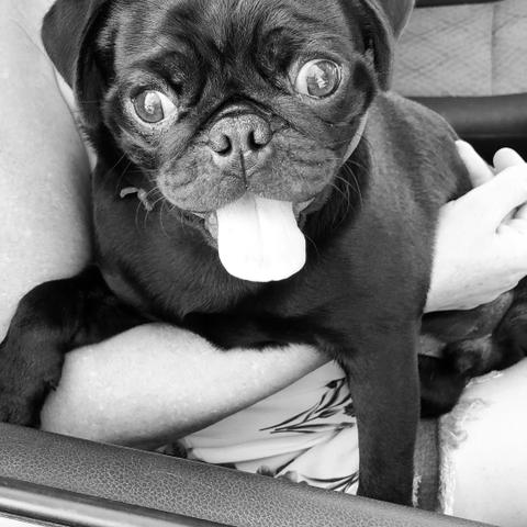 Pug macho a procura de uma fêmea.