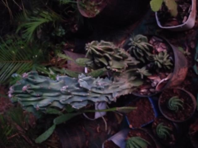 Cacto monstro - Foto 2