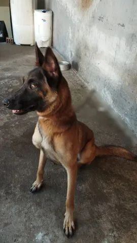 vendese fêmea  malinoa de 10 meses  - Foto 2