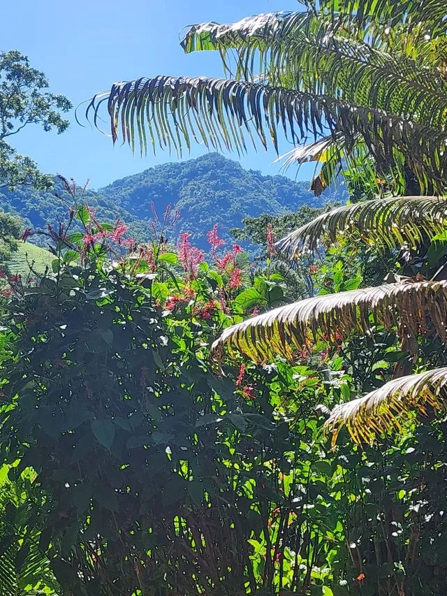 Sítio Donana Sana aluguel por temporada  - Foto 3