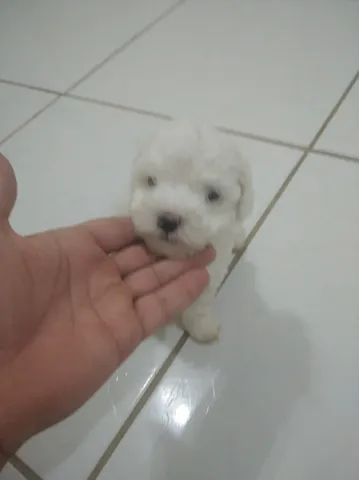 Maltês  - Foto 4