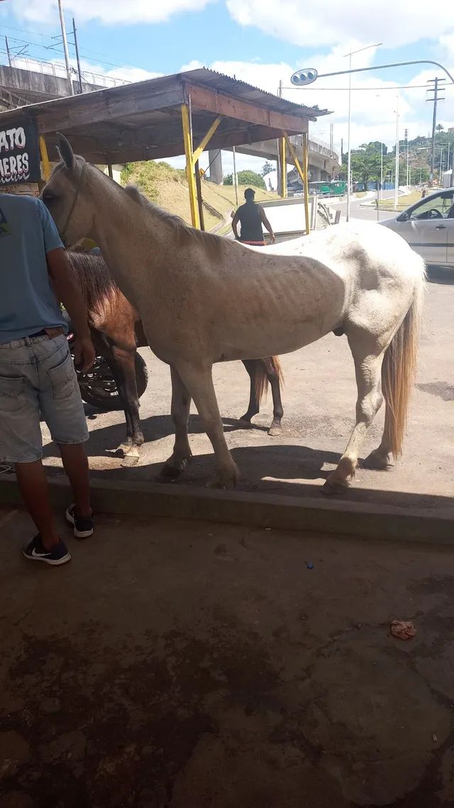 Cavalo alazão tostado de marcha picada - Cavalos e acessórios