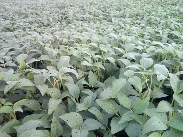 Sítio   27 alqueiro...planta  25 alqueiro - Foto 2